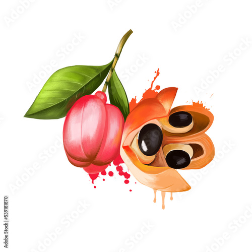 Ackee national fruit of Jamaica. Achee, ackee apple or akee. Considered highly poisonous, yet can be alicious meal if prepared properly. Ackee and saltfish is the national dish. Ackee wine