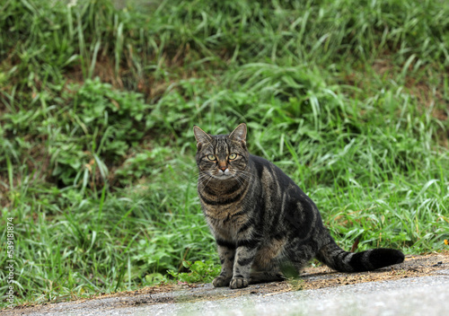 Cat curiously sits on a dirt road