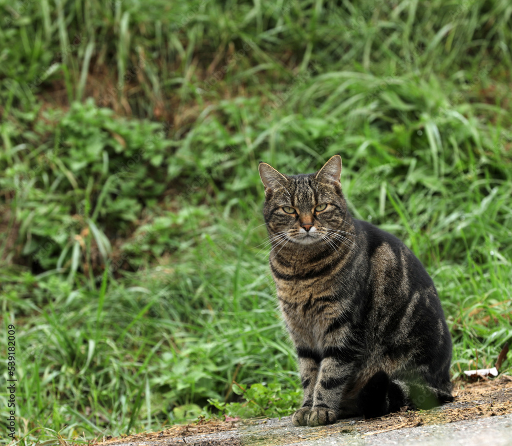Cat curiously sits on a dirt road