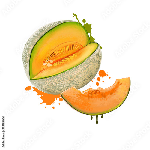Muskmelon isolated on white. Cucumis melo species of melon. Smooth-skinned honeydew, Crenshaw, casaba, netted cultivars cantaloupe, Persian melon, Santa Claus or Christmas melon. Armenian cucumber