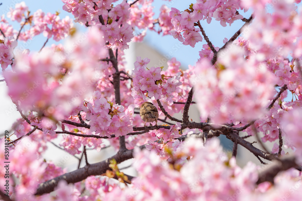 Cherry blossoms and Tree Sparrow, Kawazu Zakura tree Cherry blossoms and Tree Sparrow, Kawazu Zakura tree