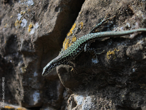 Sand lizard (Lacerta agilis) Closeup shot photo