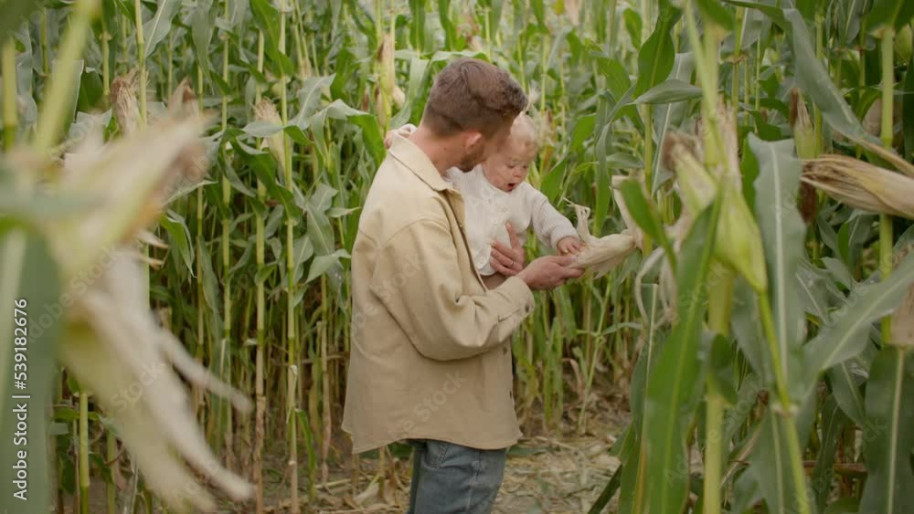 Father and daughter looking at corn in cornfield Father and daughter looking at corn in cornfield