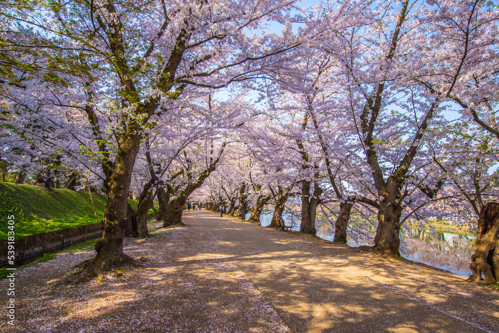 青森県　 弘前城桜祭り　

