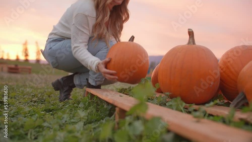 Low angle of girl picking up pumpkin from pumpkin patch