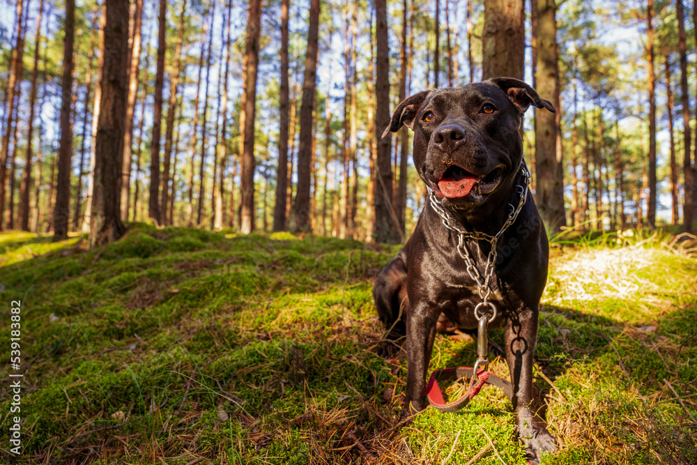 Duży czarny pies w lesie. American Stafford terrier portret.