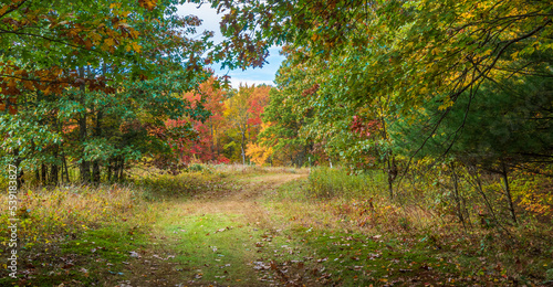 Path through a forest in autumn