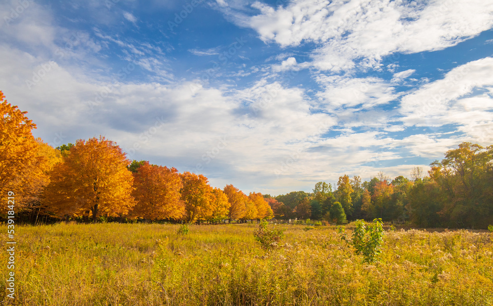 Fototapeta premium Trees with orange leaves near a meadow