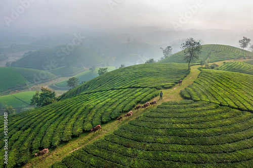 LANDSCAPE TEA PLANTATION OF LONG COC IN PHU THO, VIETNAM WITH BLUR FOREGROUND.