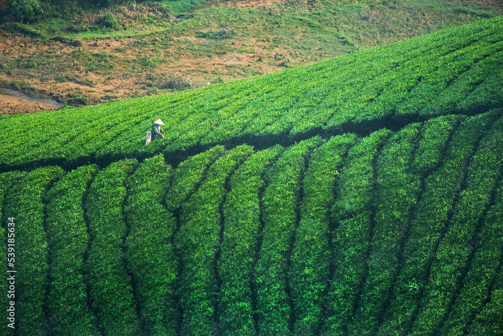 THE TEA PLANTATIONS BACKGROUND , TEA PLANTATIONS IN MORNING LIGHT. LONG CO, PHU THO, VIETNAM THE TEA PLANTATIONS BACKGROUND , TEA PLANTATIONS IN MORNING LIGHT. LONG CO, PHU THO, VIETNAM