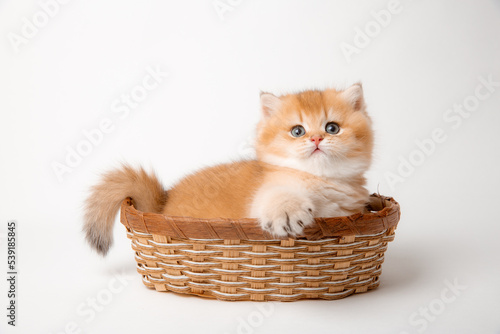 a very cute  fluffy  British breed kitten in a basket on a white background