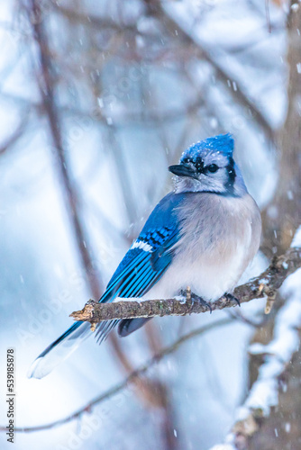 Blue Jay bird perched on snowy branch in bare tree in winter