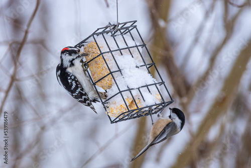 Black and white woodpecker and chickadee feeding from snow covered suet feeder near woods in winter