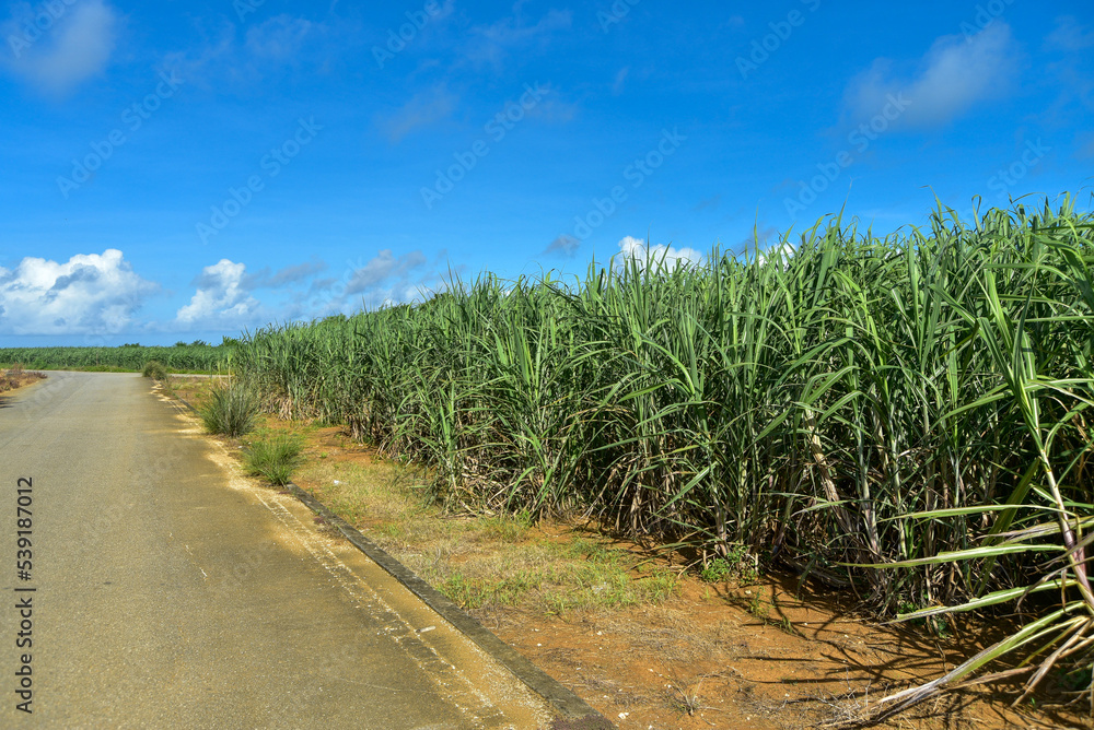 沖縄の美しいサトウキビ畑 Stock Photo | Adobe Stock