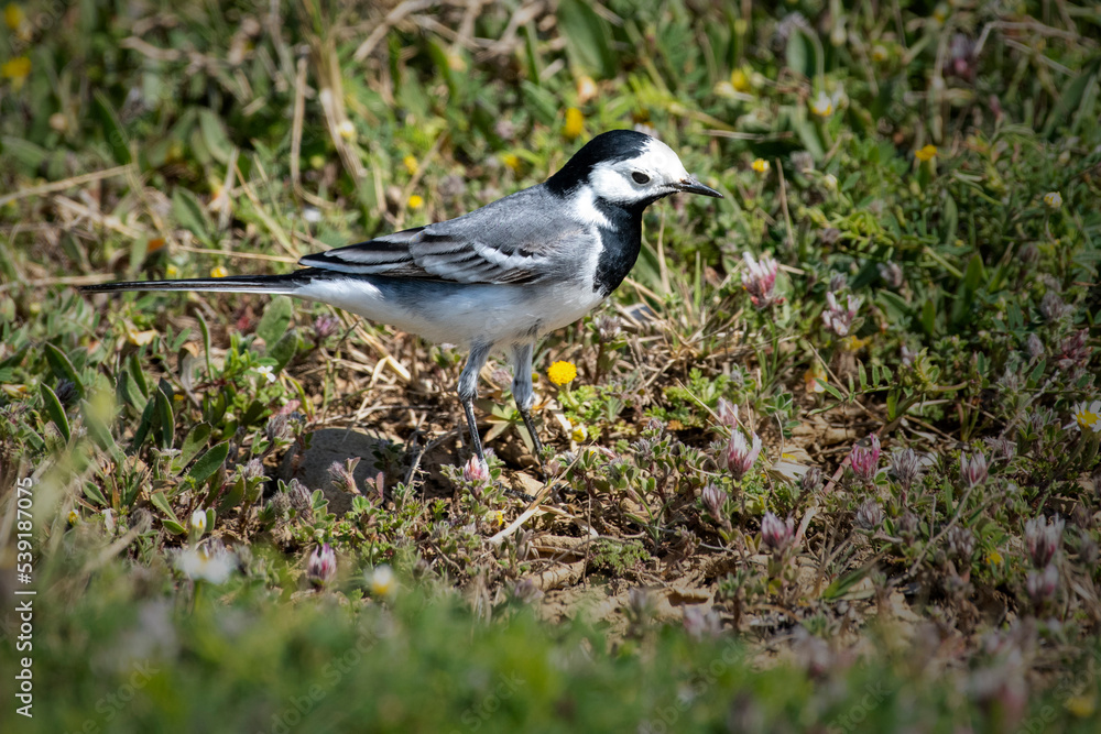 Birds of Cyprus