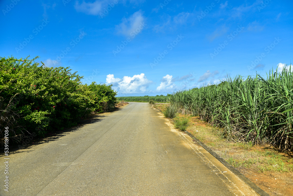 沖縄の美しいサトウキビ畑
