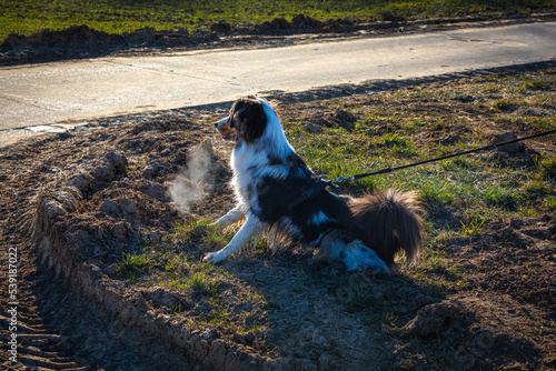 Obraz na plátně reactive australian shepherd dog