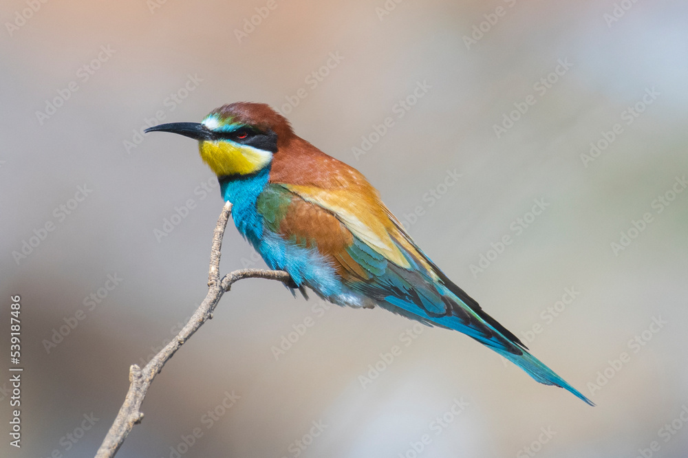 Obraz premium Birds of Cyprus
