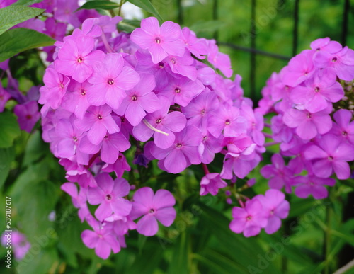 散歩道に咲くピンク色の花
