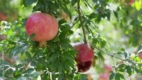 Pomegranate fruit hanging and maturing on branch of pomegranate tree. Punica granatum. Red ripe pomegranate fruits grow on pomegranate tree in garden. photo