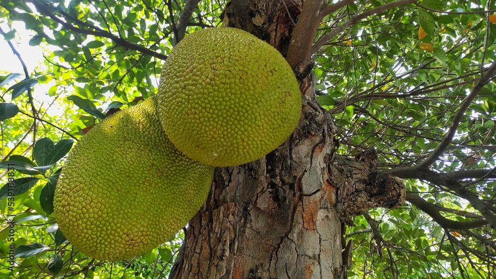 Fresh ripe jackfruit hanging on the tree during sunny day Fresh ripe jackfruit hanging on the tree during sunny day