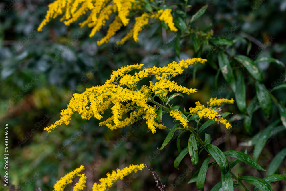 the yellow Goldenrod flower (Solidago) the yellow Goldenrod flower (Solidago)