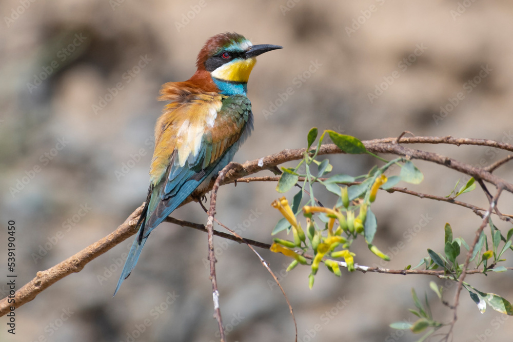 Birds of Cyprus Birds of Cyprus