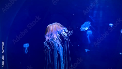 Incredible small jellyfish in macro underwater scene. Blue water world with medusa creatures slowly swimming in dark aquarium. Relaxing nettle-fish, free-swimming marine animals and trailing tentacles (ID: 539190869)