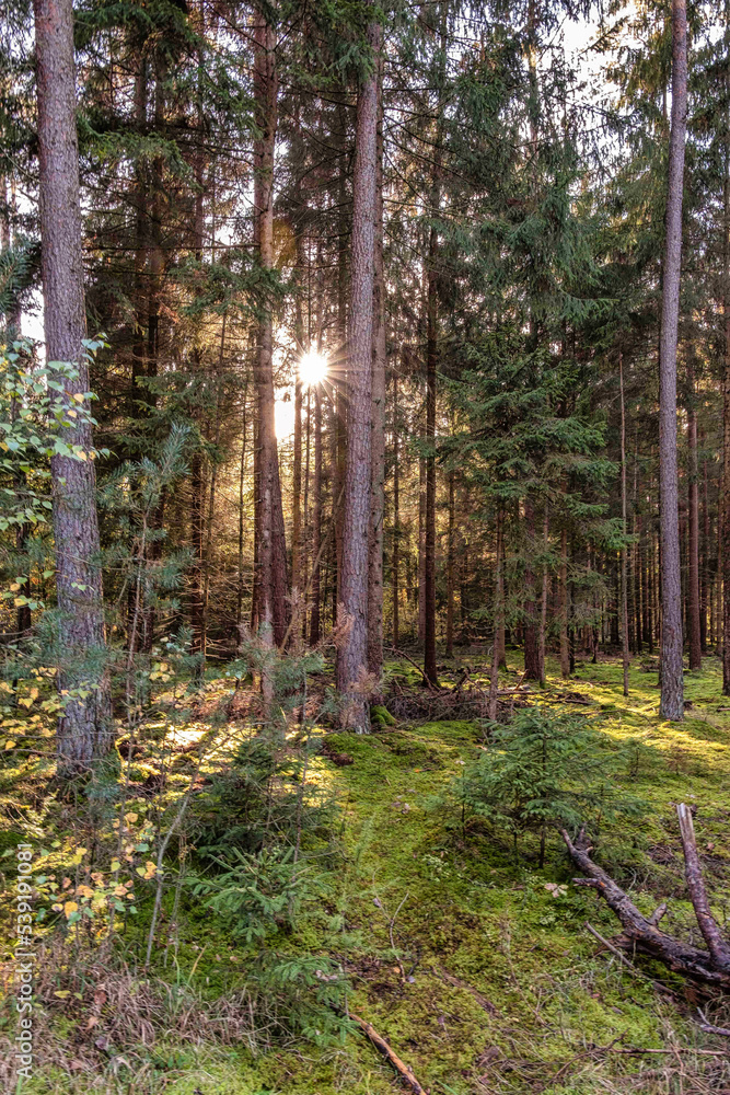 Fototapeta premium Im Wald am Nachmittag, wir suchen nach Pilzen 