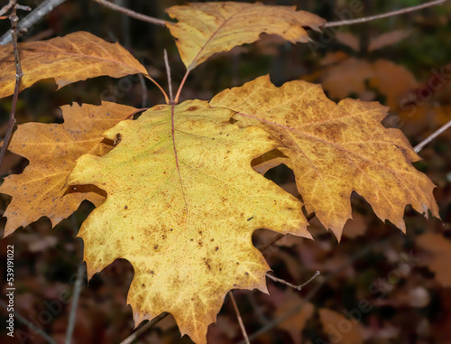 Der Herbst mit seinem buntem Laub an den Bäumen © Lichtblick