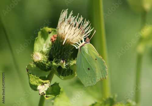Gonepteryx rhamni Butterfly on flower closeup  photo