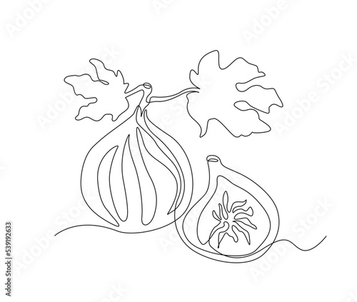 Continuous one line drawing of Fig fruits. Simple fig or tin fruit line art vector design.