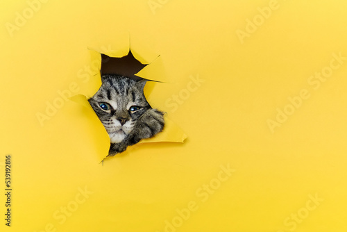 curious tabby kitten crawls through yellow paper. pet health care, space for text