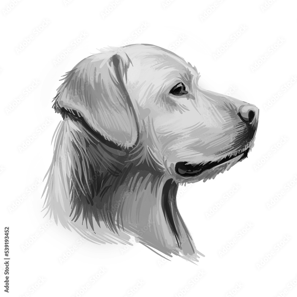 Labrador retriever portrait of purebred digital art illustration ...