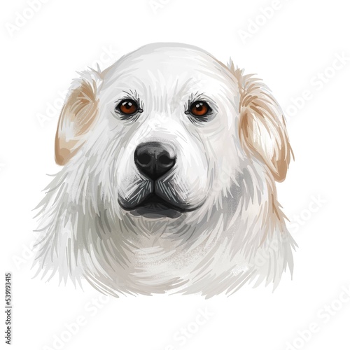 Kuvasz Hungarian ancient breed of livestock dog digital art illustration. Pet and guard dog, originated in Hungary as protector of farmers livestocks. Purebred animal puppy isolated portrait. photo