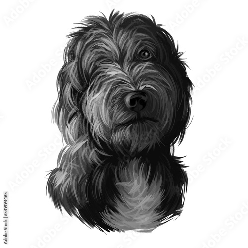 Portrait of lagotto romagnolo puppy dog digital art illustration. Water pet of Italian origin, region of Romagna. Pet with long fur and kind eyes. Gun hunting mammal animal domesticated by people.