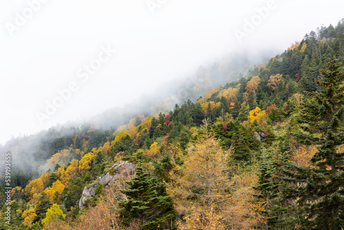 秋の高原の風景　志賀高原の紅葉 © imacoconut