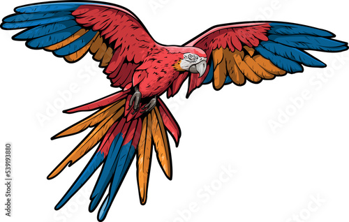 Colored high detailed realistic illustration of a flying ara parrot isolated on white background. whole macaw with open wings