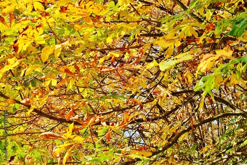 Kastanienbaum im Herbstschmuck © Franz Gerhard