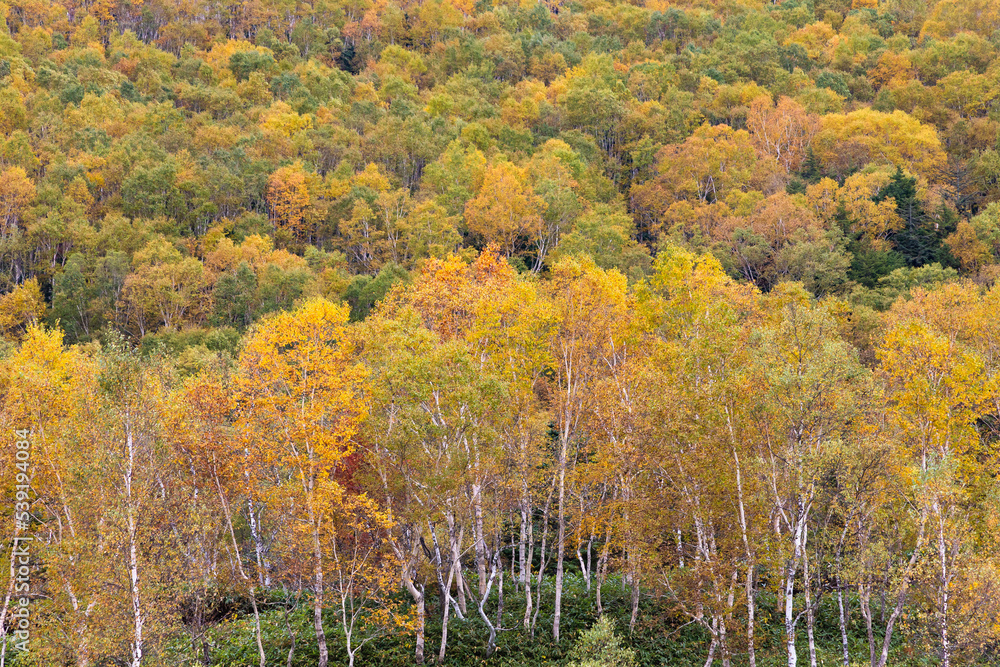 Fototapeta premium 秋の高原の風景 志賀高原の紅葉