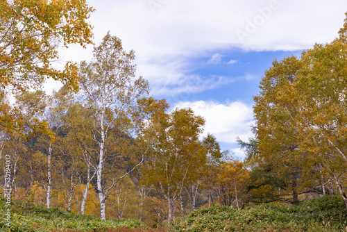 秋の高原の風景 志賀高原の紅葉