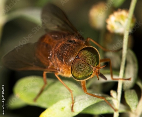 Φωτογραφία Closeup of a Tabanus horsefly perched on a green leaf