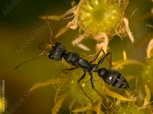 Closeup of a jack jumper ant against the green plants' background photo