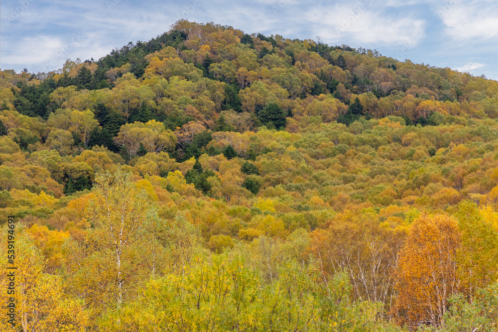 秋の高原の風景　志賀高原の紅葉