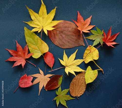 紅葉した綺麗な落ち葉
