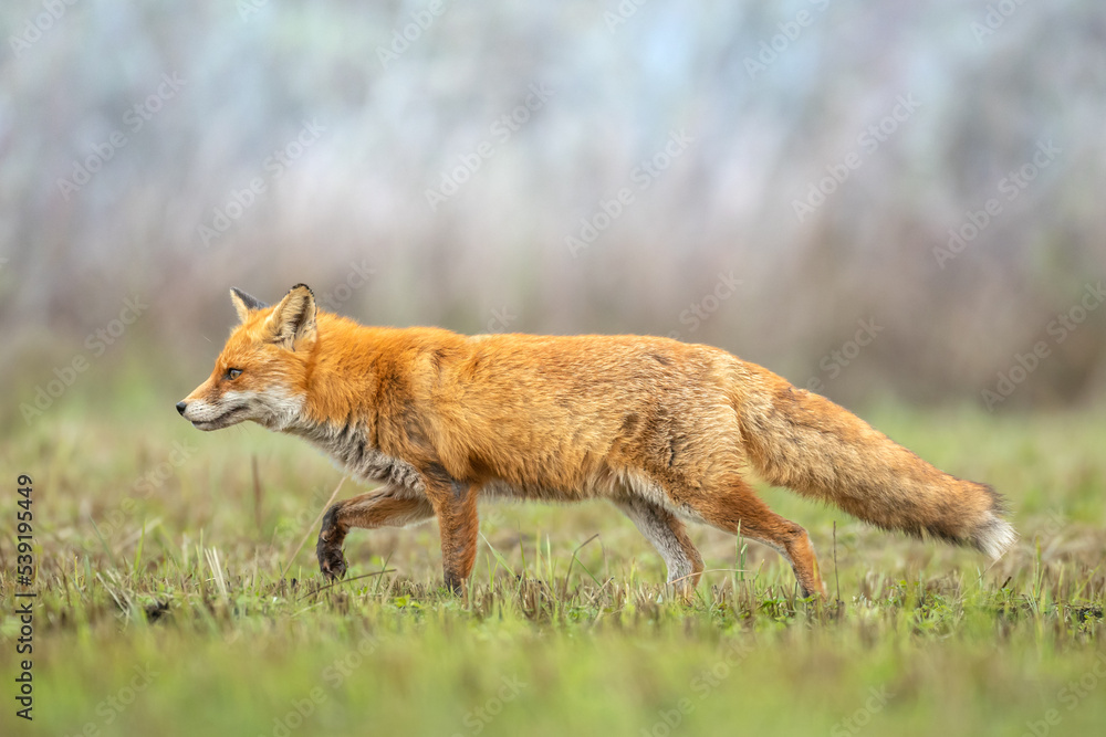 Fox Vulpes vulpes in autumn scenery, Poland Europe, animal walking among autumn meadow in green background Fox Vulpes vulpes in autumn scenery, Poland Europe, animal walking among autumn meadow in green background