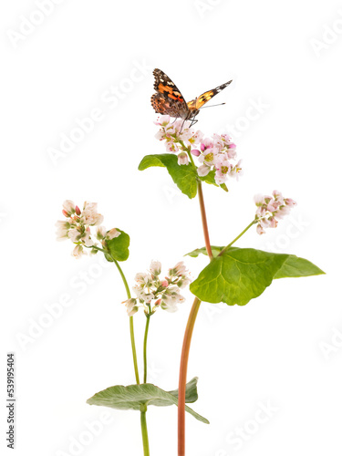 Schmetterling sitzt auf Buchweizen-Blüte