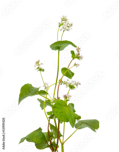 Buchweizen-Pflanze mit Blüte