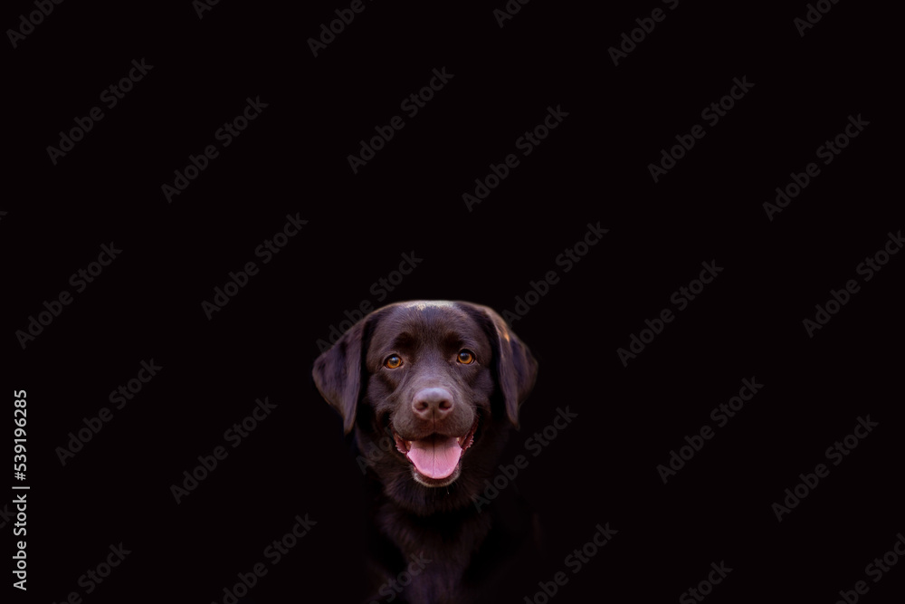 portrait of a young Labrador retriever dog of brown color on a dark background looks straight with an enthusiastic gaze