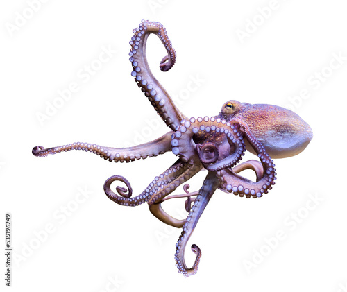 Leinwand Poster Close-up view of a Common Octopus (Octopus vulgaris) - isolated png-file